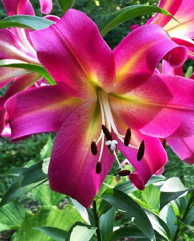 Лилия Эмполи